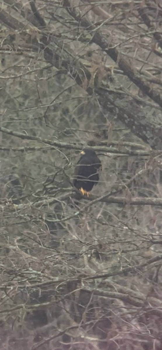 Zone-tailed Hawk - ML614014560