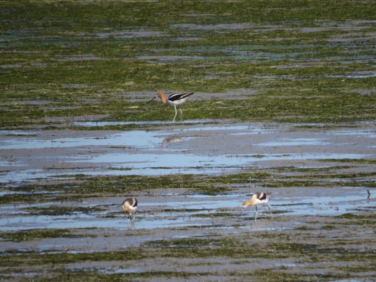 Avocette d'Amérique - ML61401461