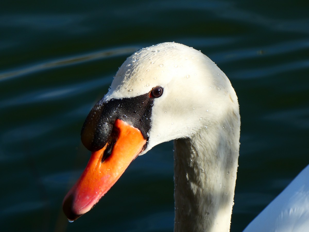 Mute Swan - ML614014679