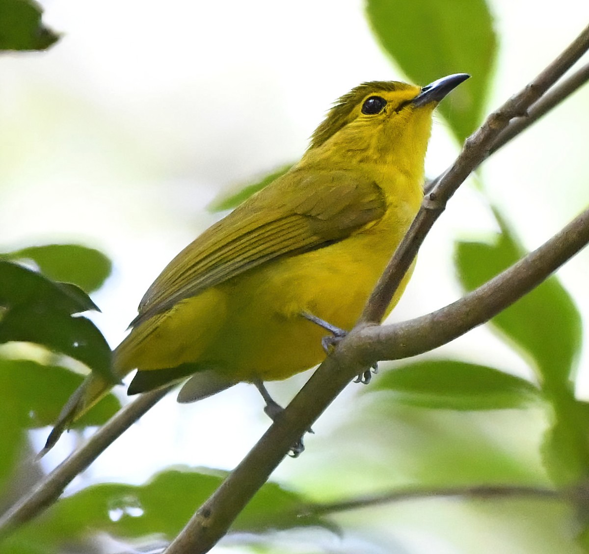 Bulbul à sourcils d'or - ML614014687