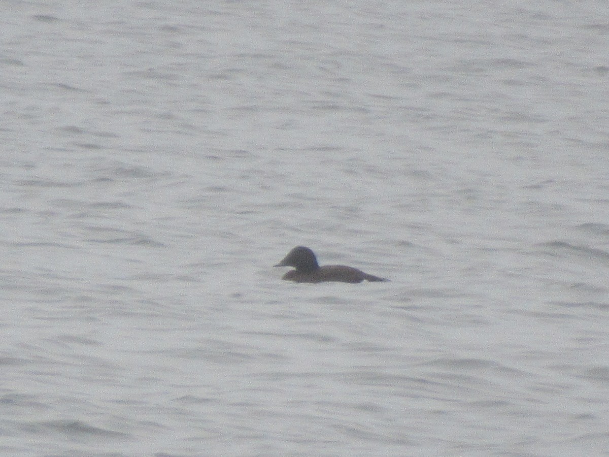 White-winged Scoter - ML614014701