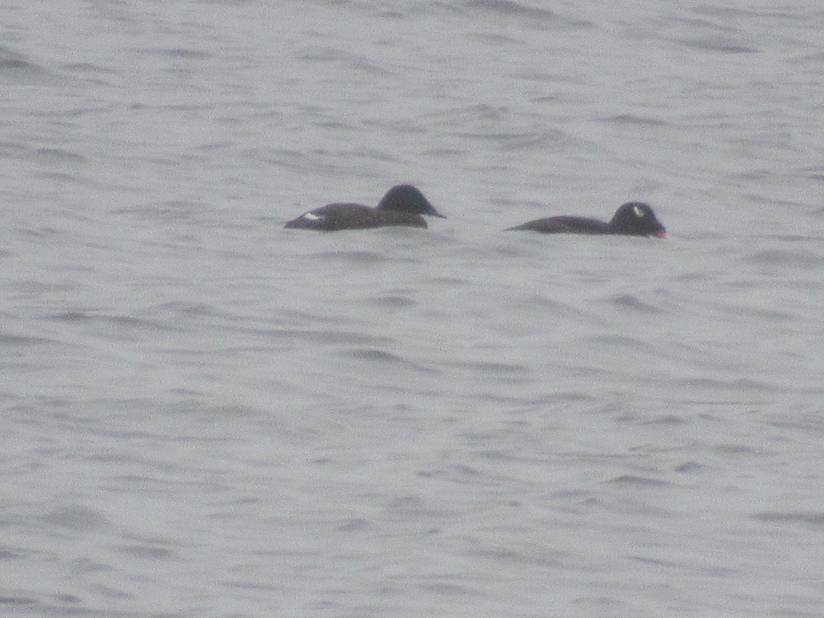 White-winged Scoter - Barry Capella