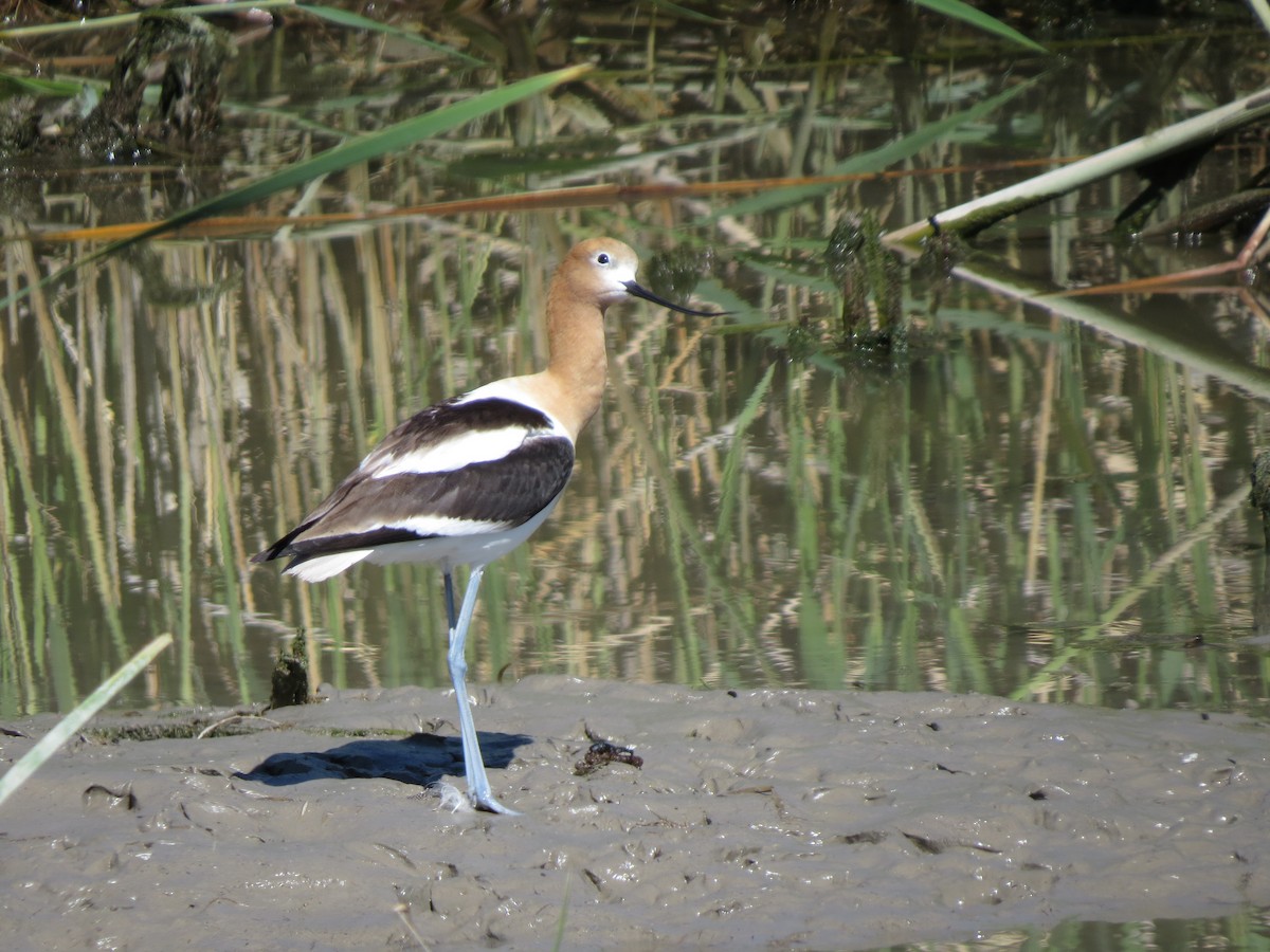 Avocette d'Amérique - ML61401471