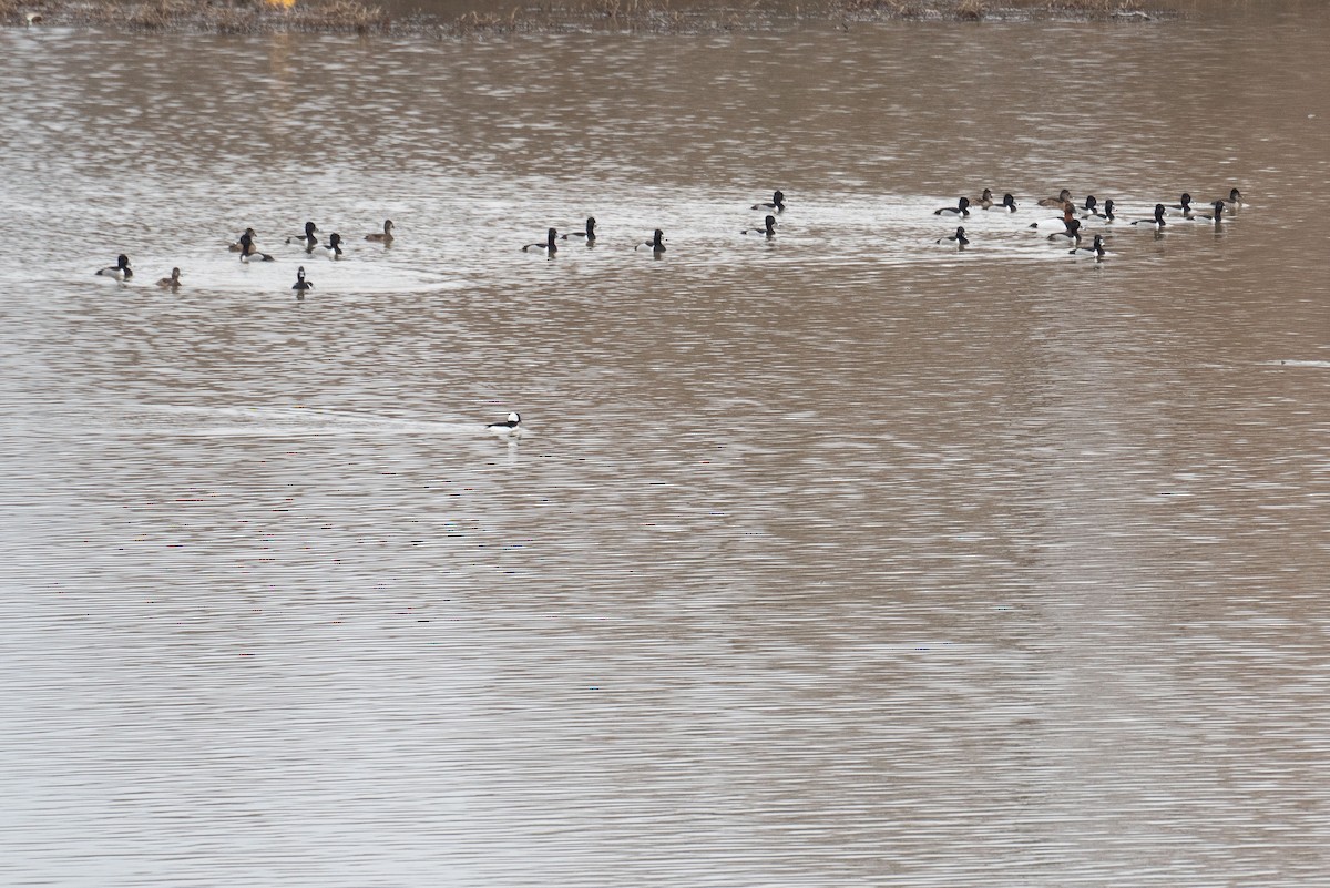 Ring-necked Duck - ML614014755