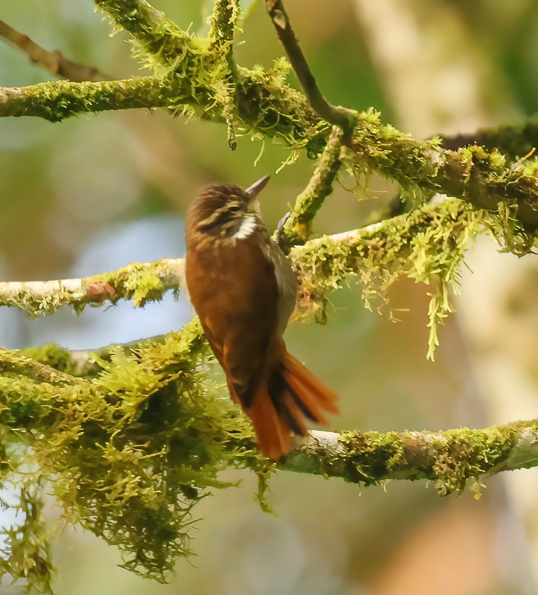 Streaked Xenops - Jill Casperson