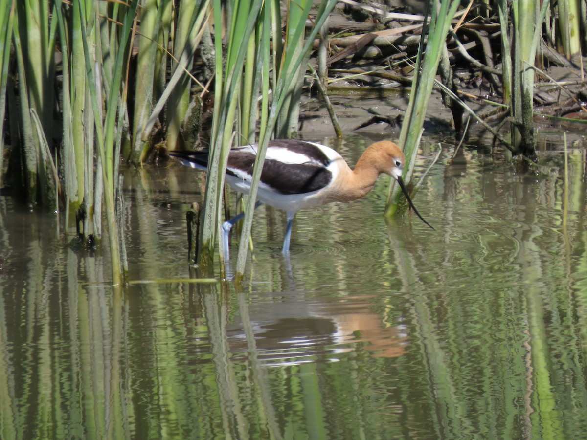 American Avocet - ML61401481