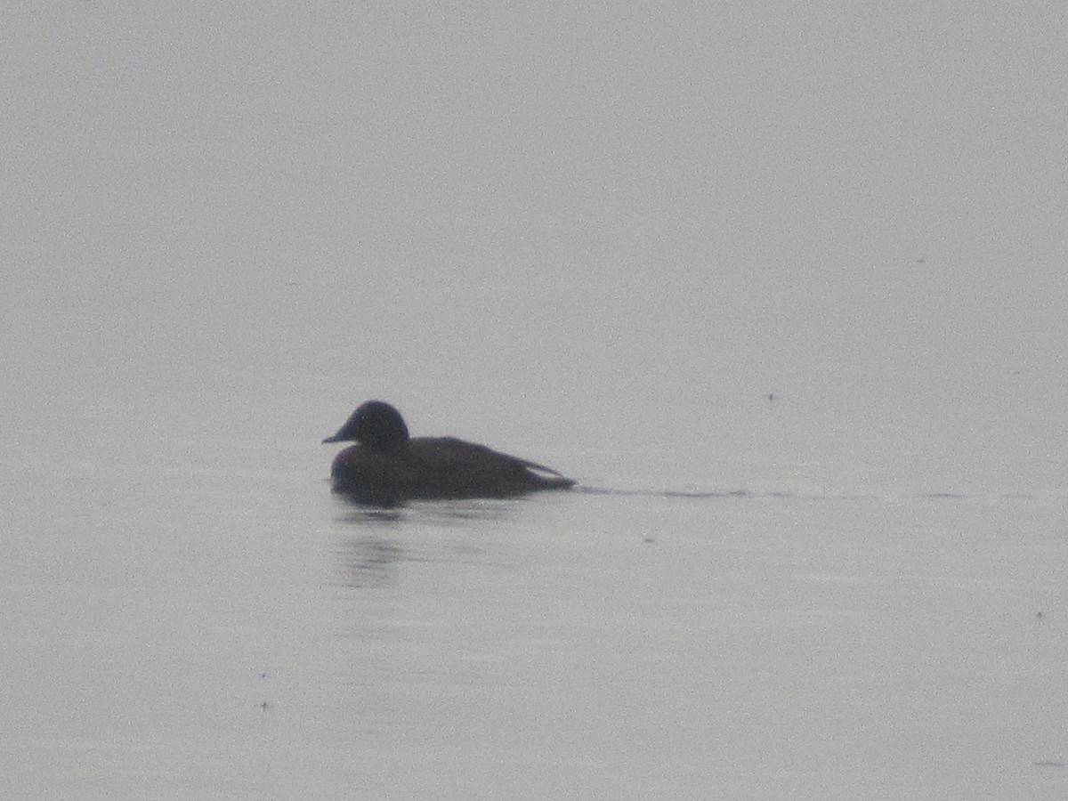 White-winged Scoter - ML614014838