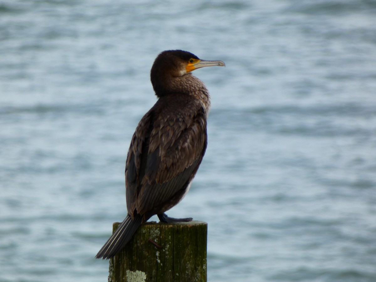 Great Cormorant - ML614014878