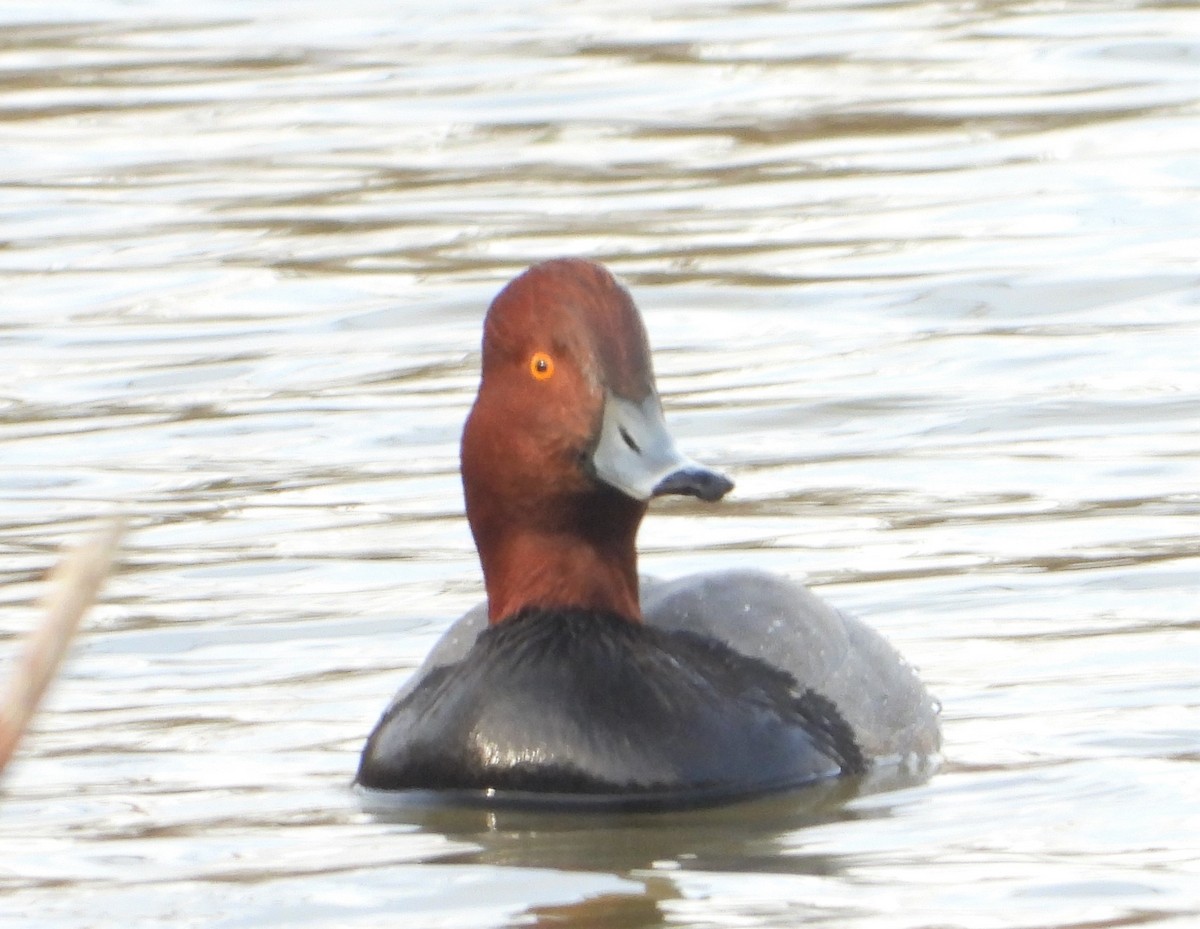 Fuligule à tête rouge - ML614014979