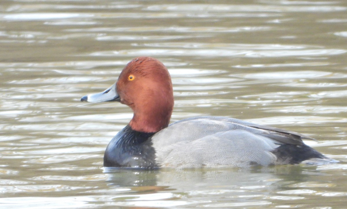 Fuligule à tête rouge - ML614014980