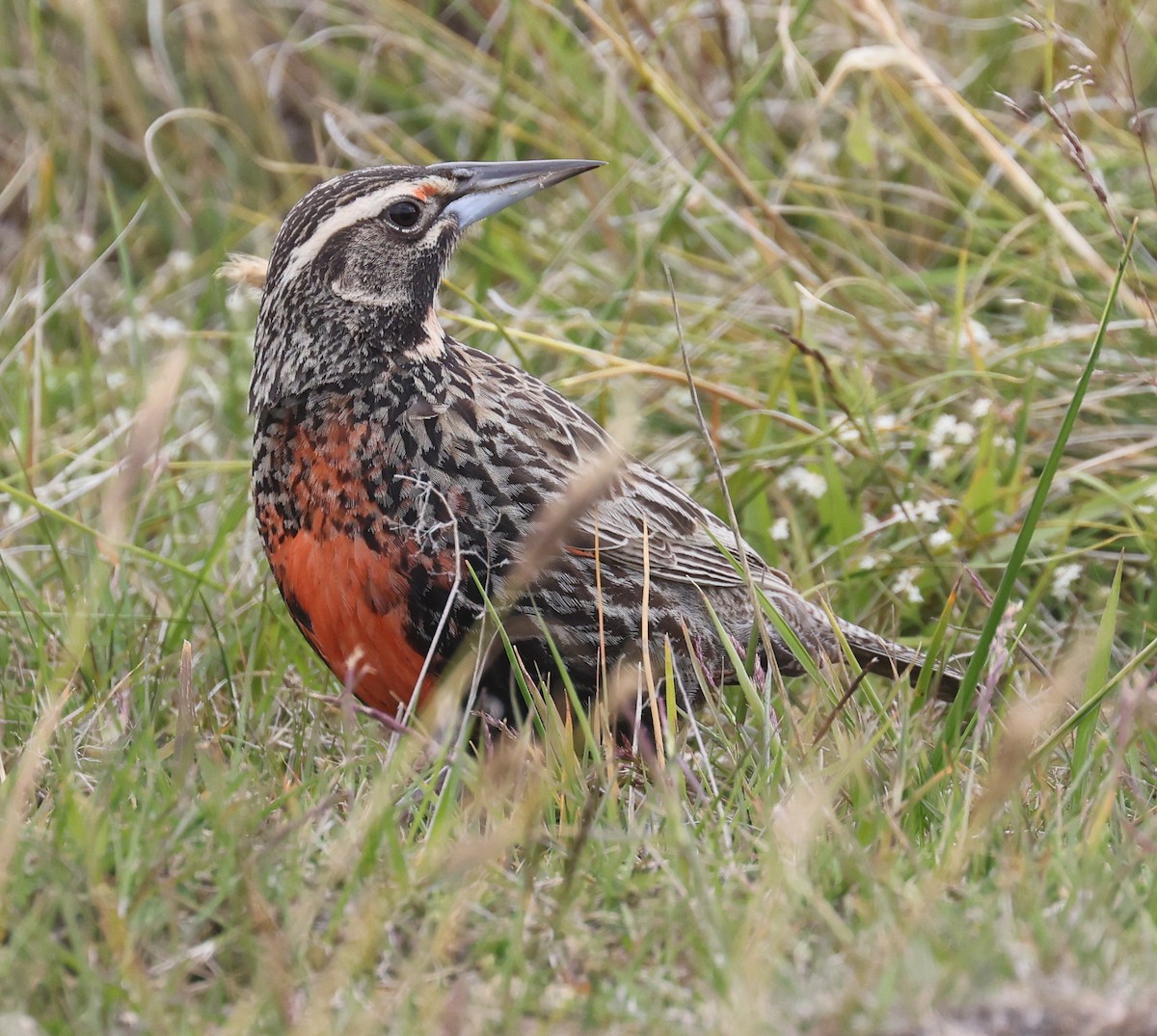 Long-tailed Meadowlark - ML614014986