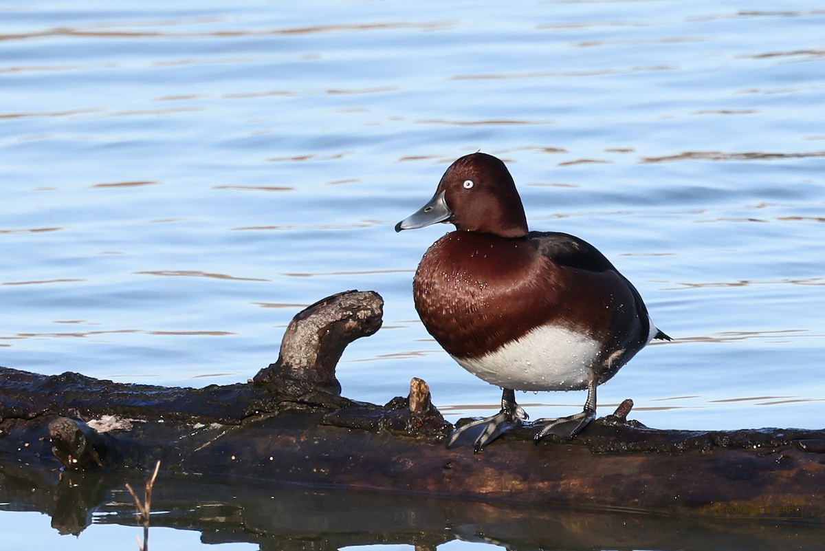 Ferruginous Duck - ML614015080