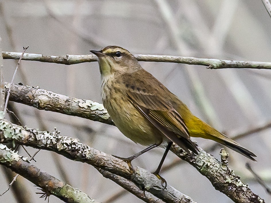 Palm Warbler - ML614015103