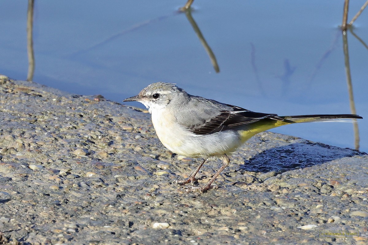 Gray Wagtail - ML614015104