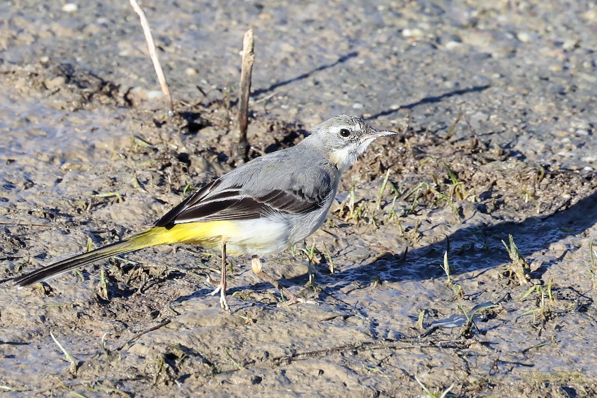 Gray Wagtail - ML614015105