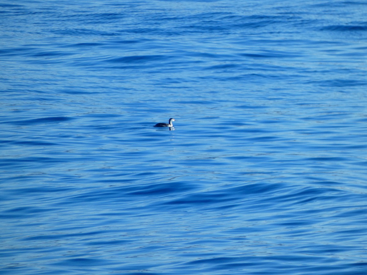 Horned Grebe - ML614015147