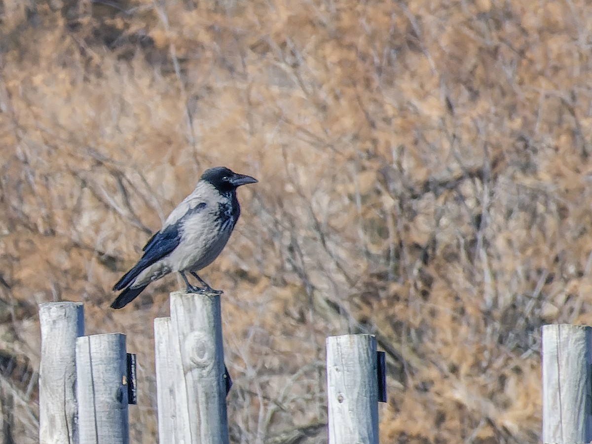 Hooded Crow - ML614015160