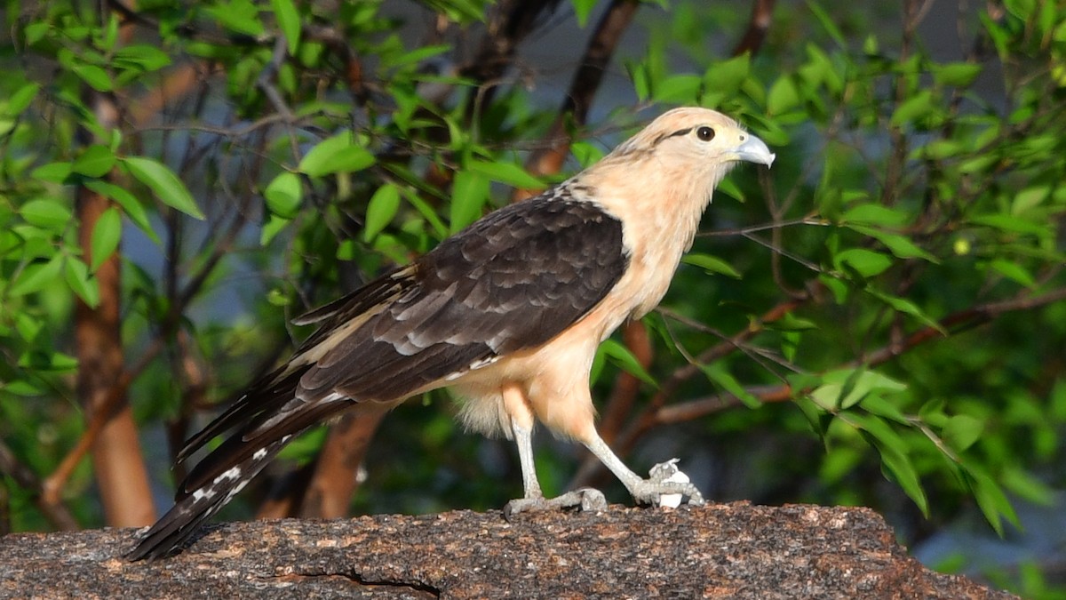 Yellow-headed Caracara - ML614015166