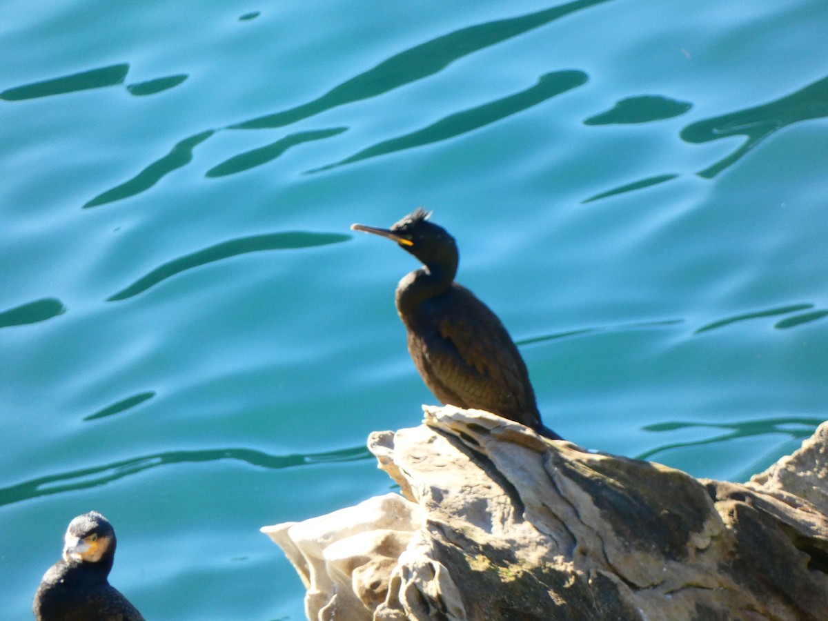 Cormorán Moñudo (Atlántico) - ML614015196