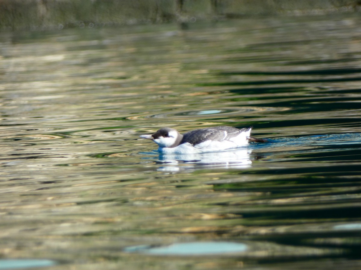 Common Murre - ML614015198