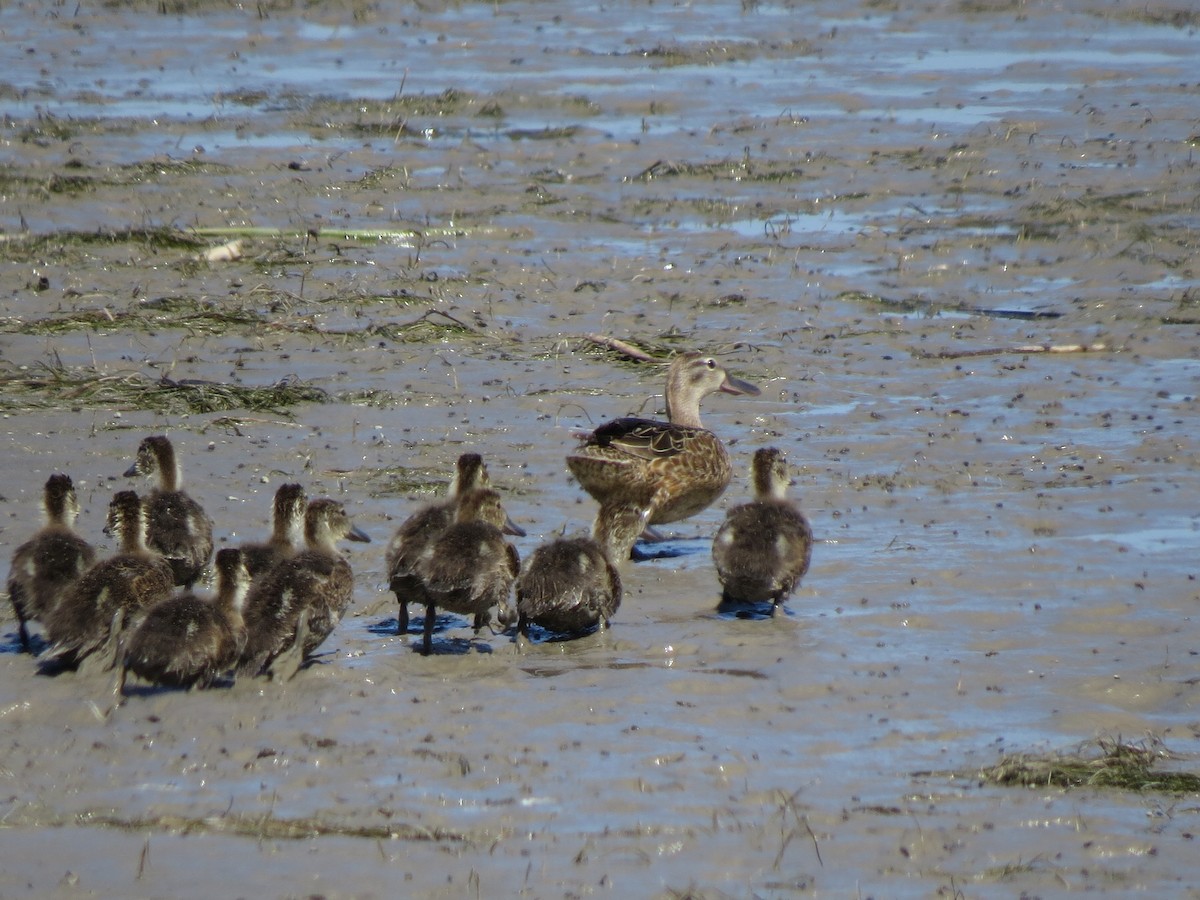 Northern Shoveler - ML61401521