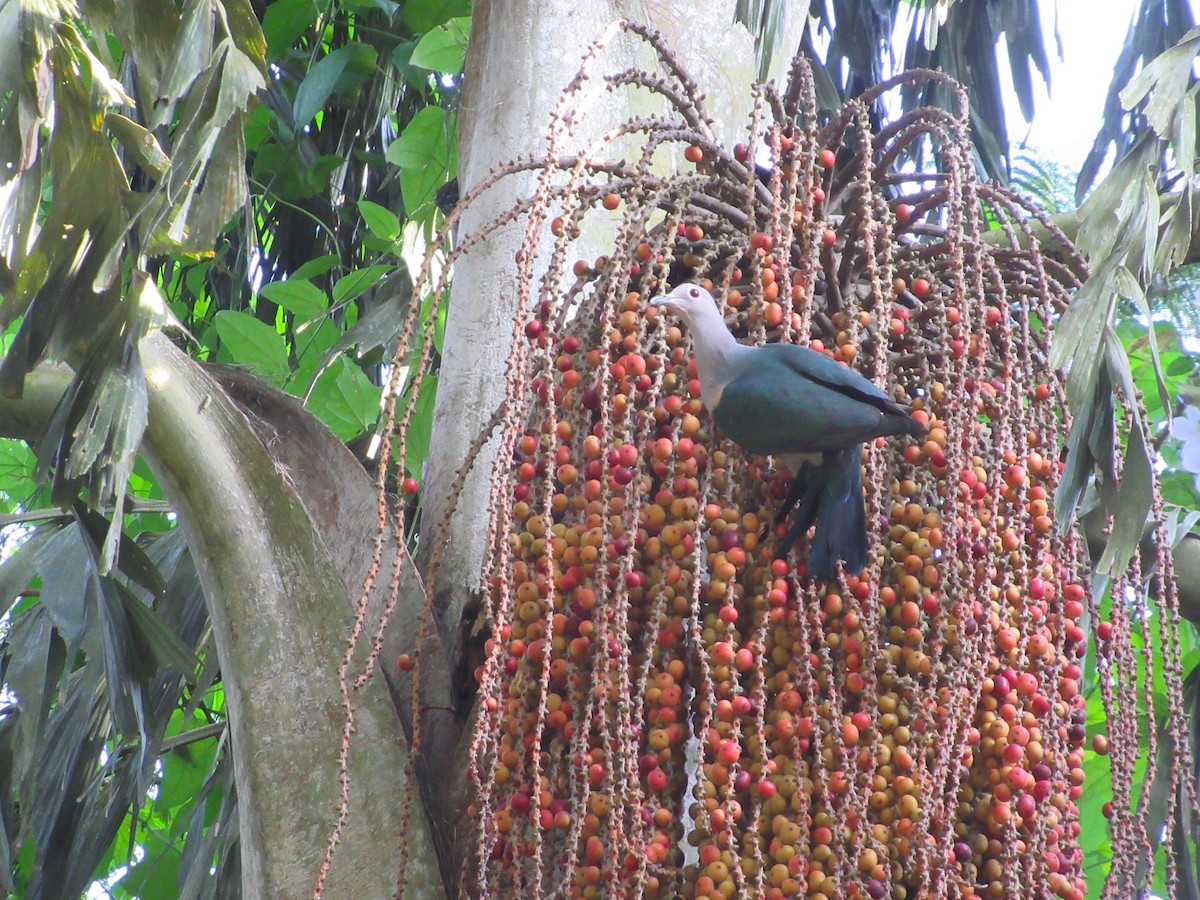 Green Imperial-Pigeon - ML614015289