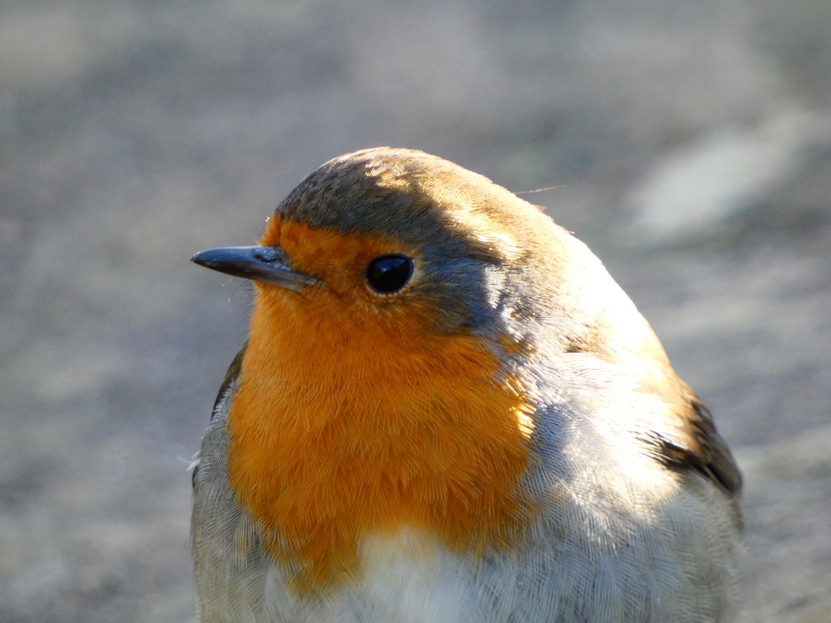 European Robin - ML614015300