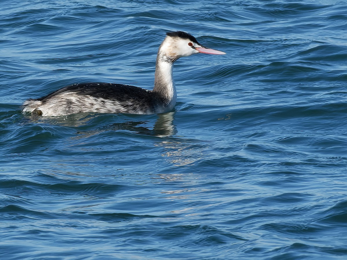 Great Crested Grebe - ML614015356