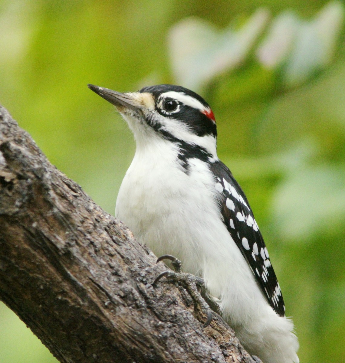 Hairy Woodpecker - ML614015366