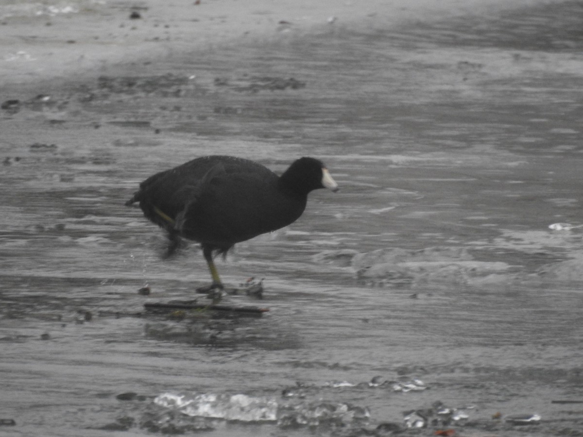 American Coot - ML614015387