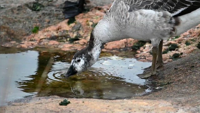 Snow Goose x Brant (hybrid) - ML614015550