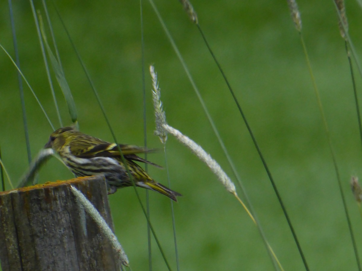 Eurasian Siskin - Robin Petermann