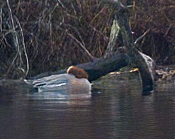 Eurasian Wigeon - John Gluth