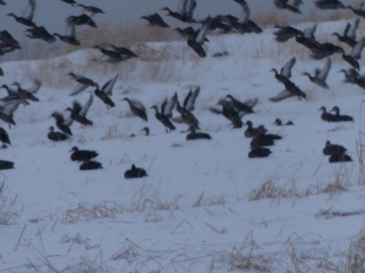 American Black Duck - ML614015779