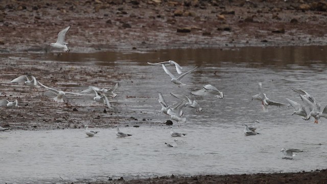 Bonaparte's Gull - ML614015801