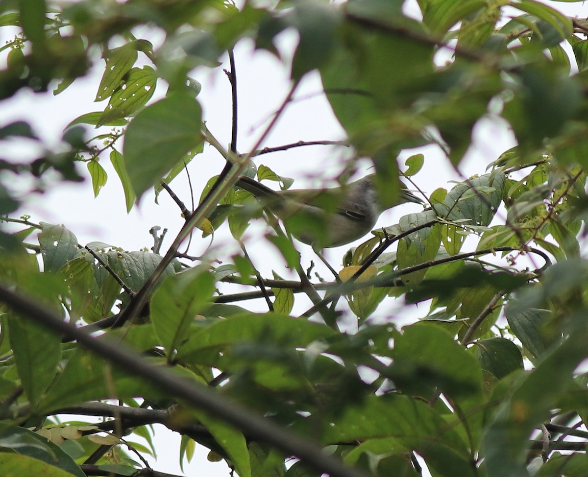 Lesser Whitethroat - Afsar Nayakkan