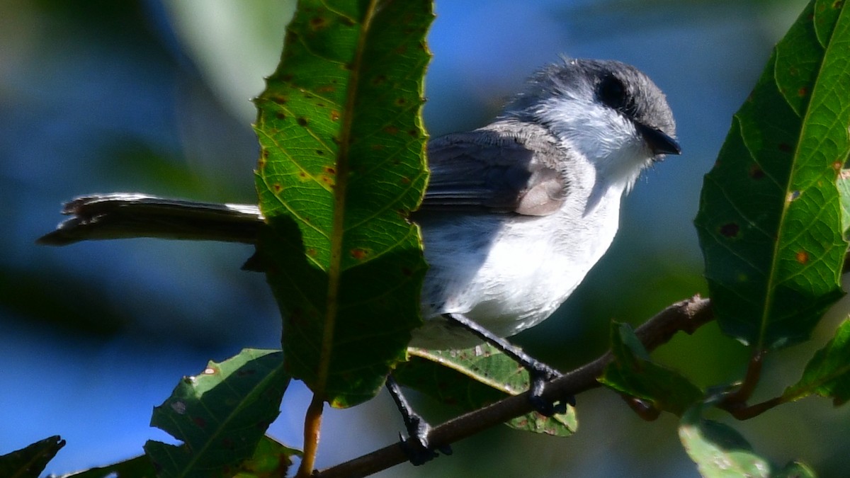 River Tyrannulet - ML614015855