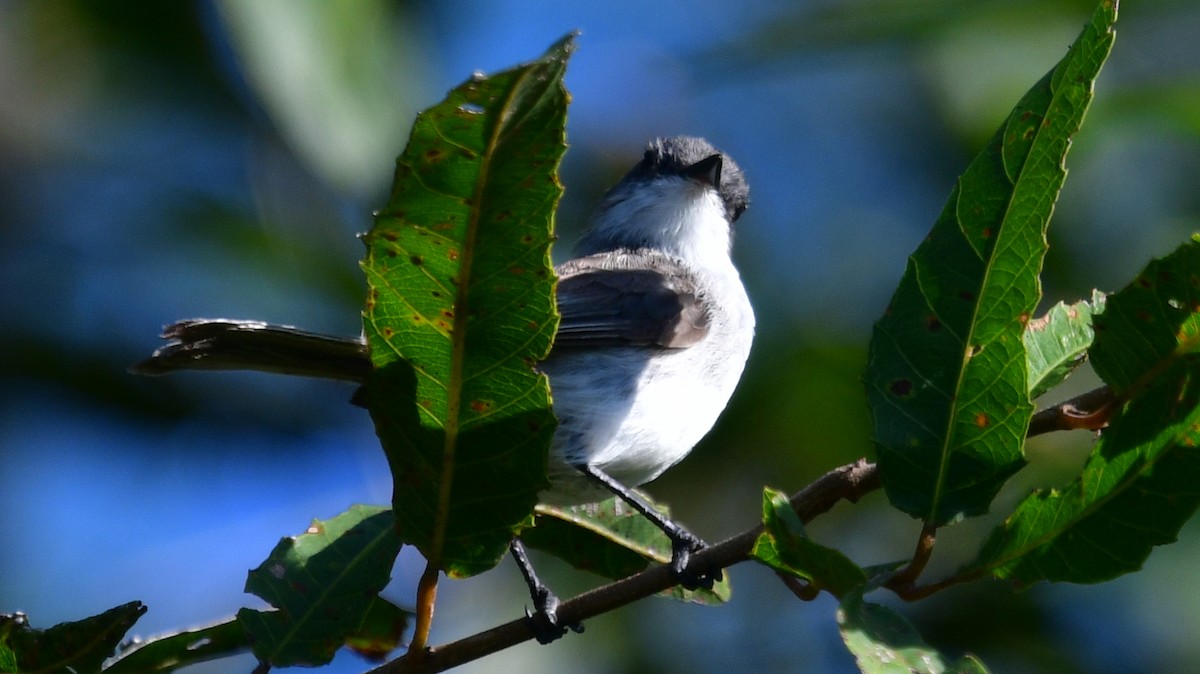 River Tyrannulet - ML614015856