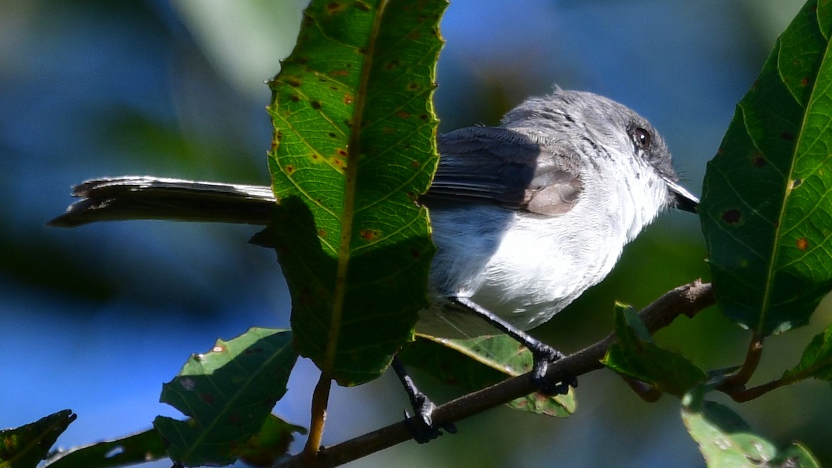 River Tyrannulet - ML614015857