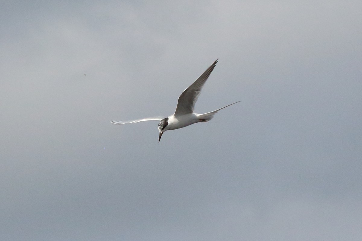 Forster's Tern - ML614015885