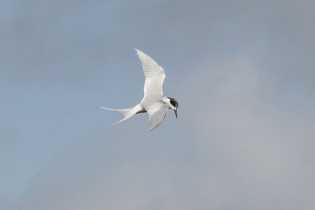 Forster's Tern - Robert Gonzalez