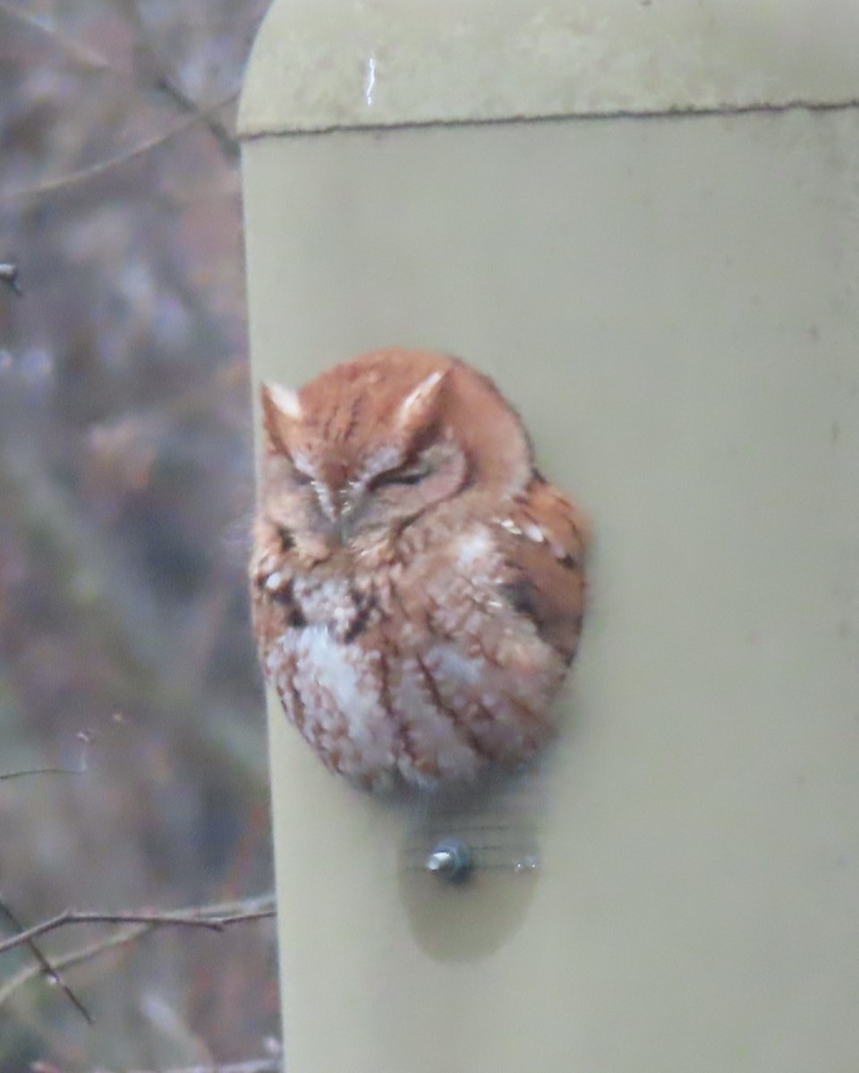 Eastern Screech-Owl - ML614015928