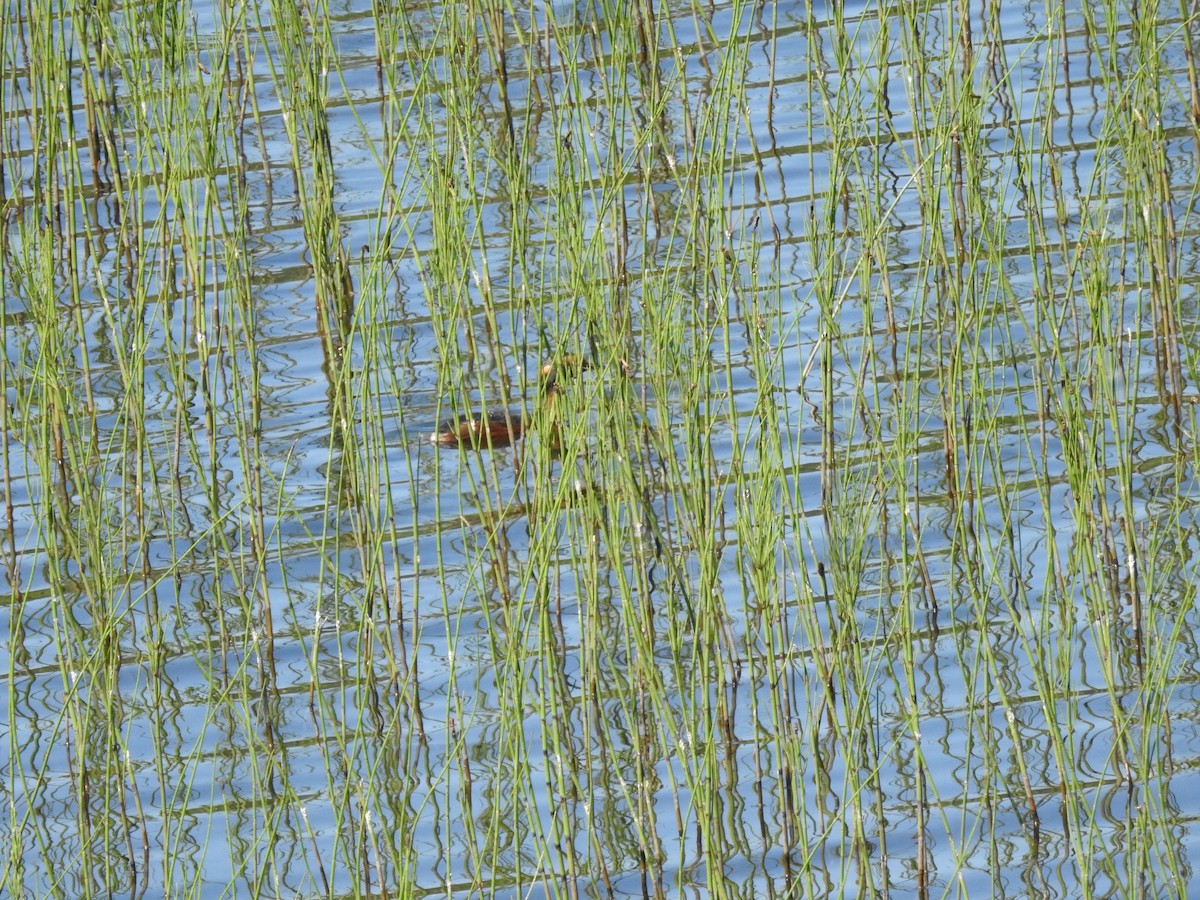 Horned Grebe - ML614015952