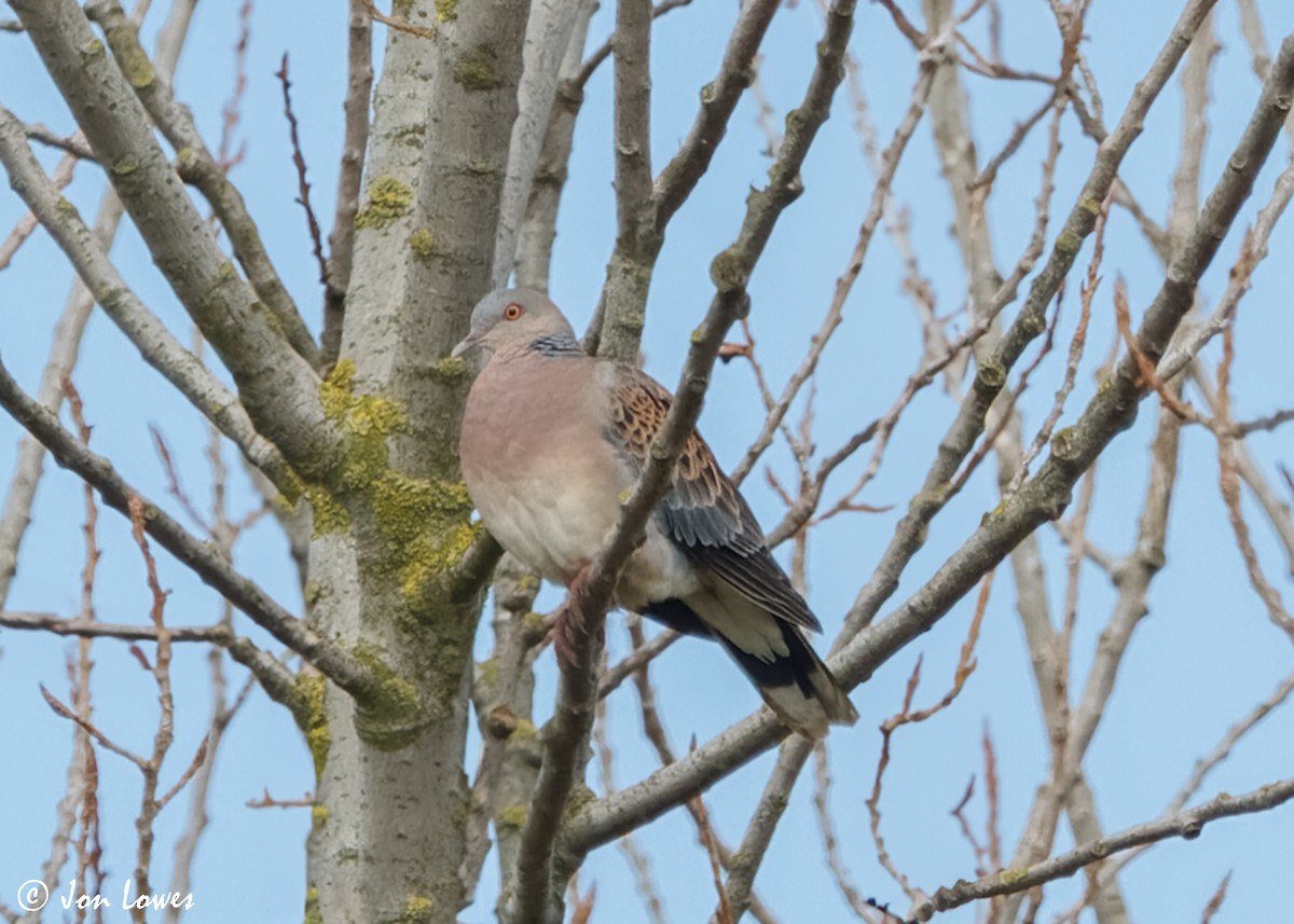 Oriental Turtle-Dove - ML614015969