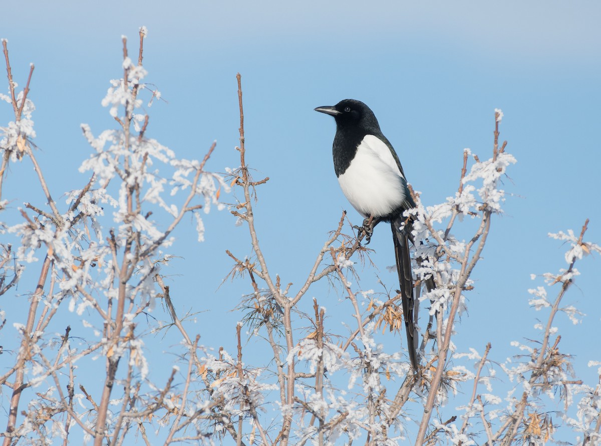 Black-billed Magpie - ML614015975