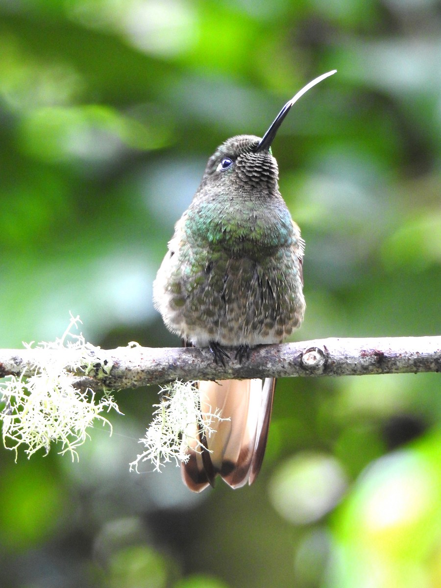 Colibrí Aterciopelado - ML614015984