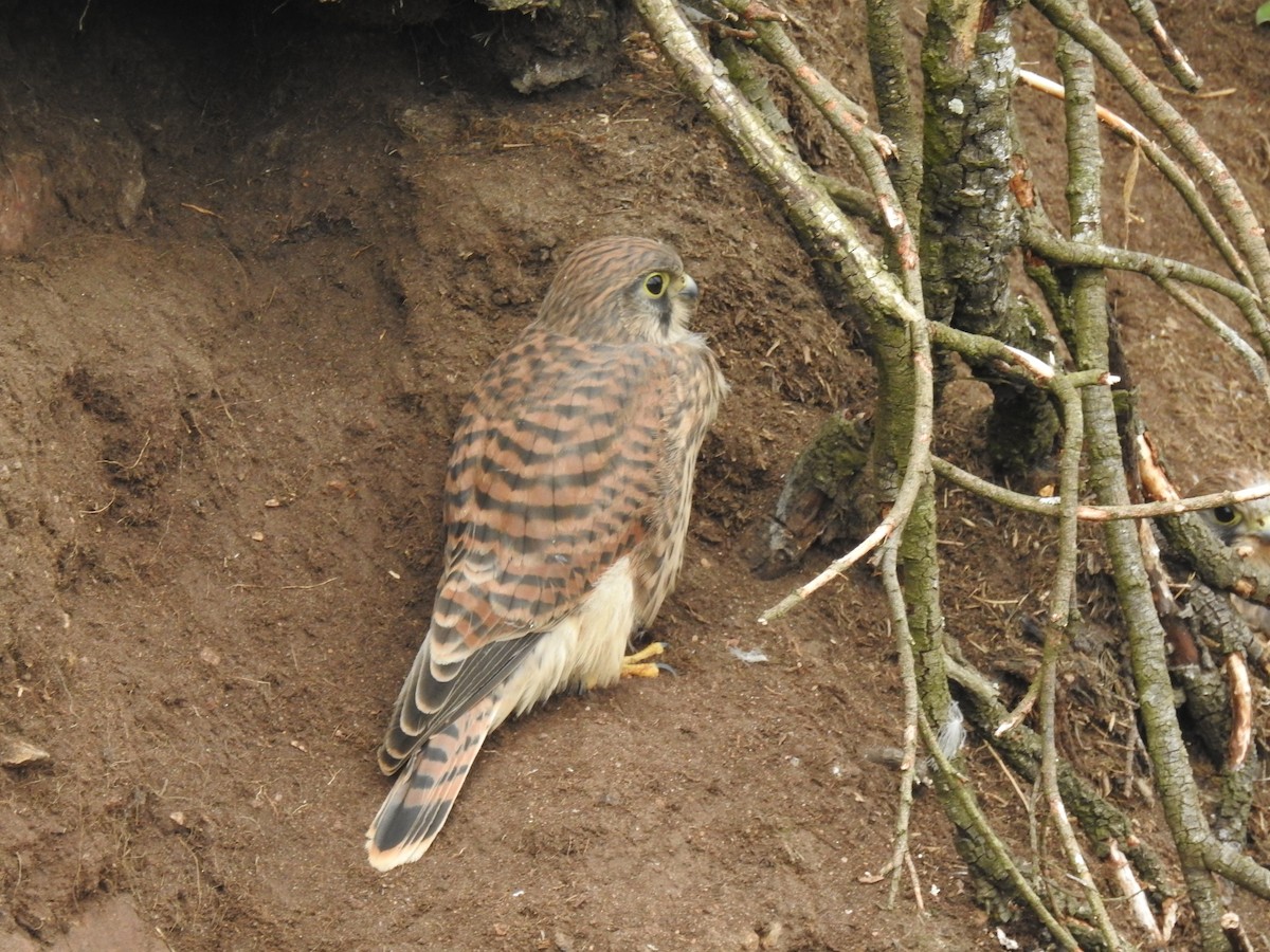 Eurasian Kestrel - ML614016036