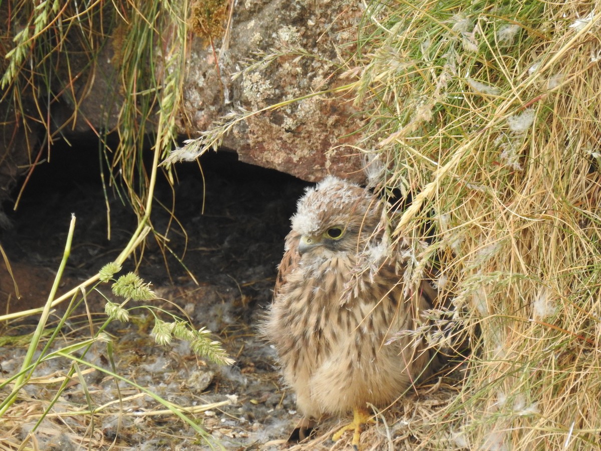 Eurasian Kestrel - ML614016042