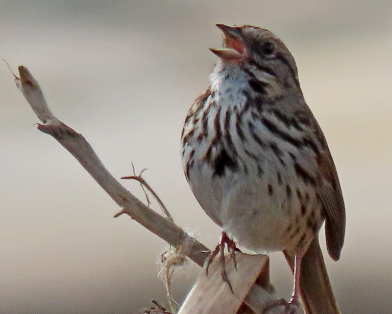 Song Sparrow - greg slak