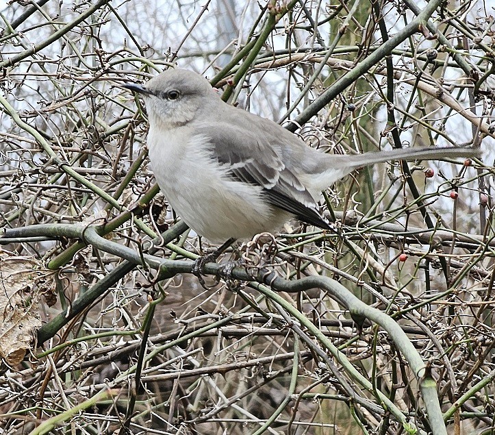 Northern Mockingbird - ML614016056